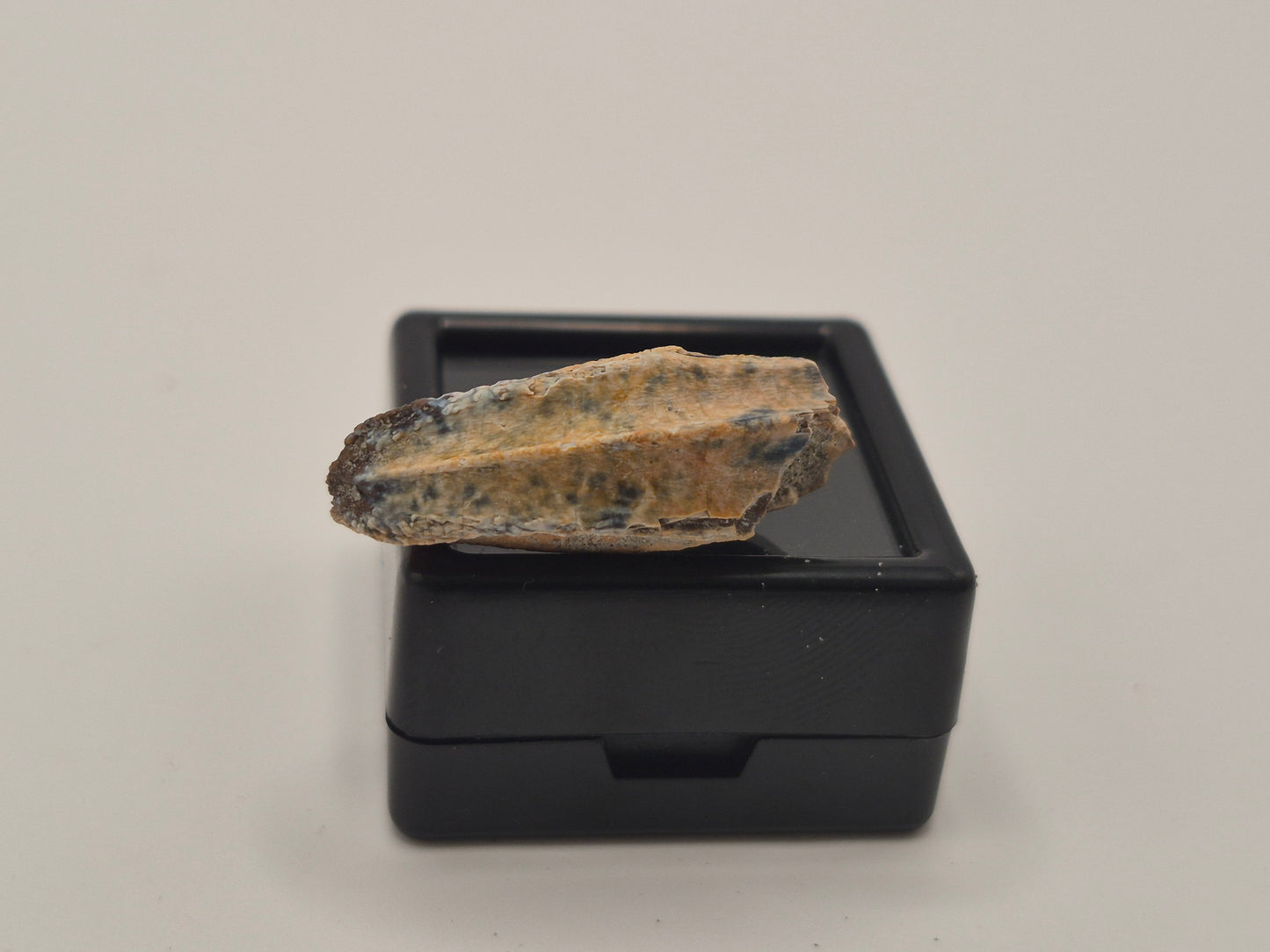 1.03" Hadrosaur Tooth(Judith River)