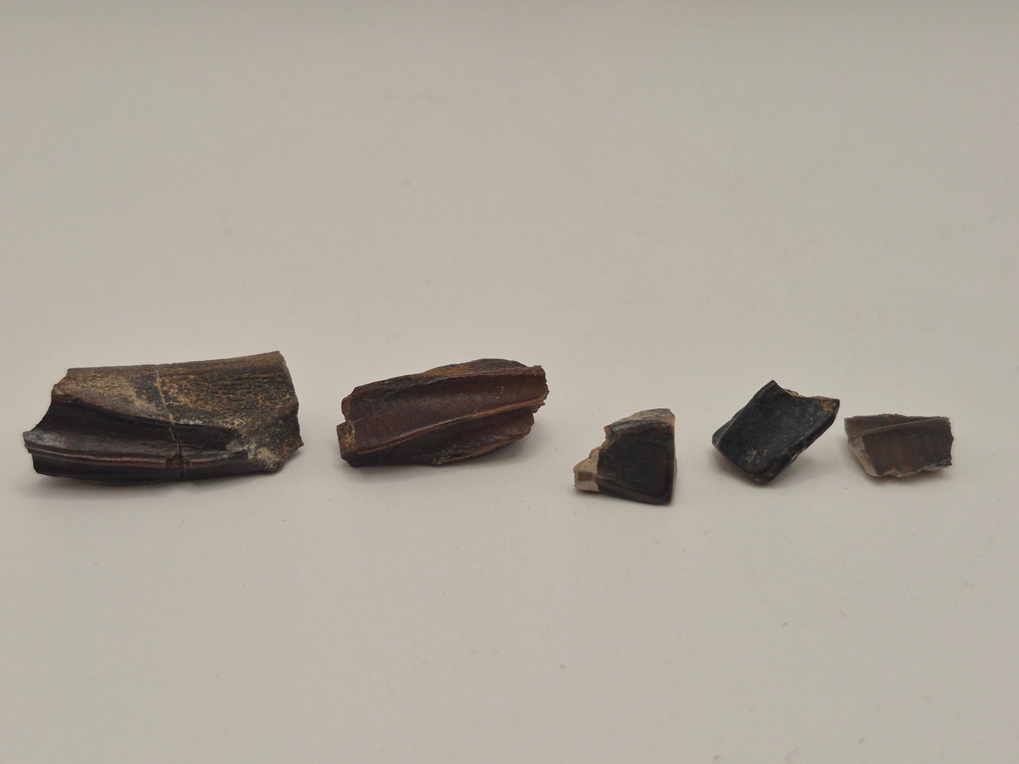 Bundle of 5 Hadrosaur Teeth