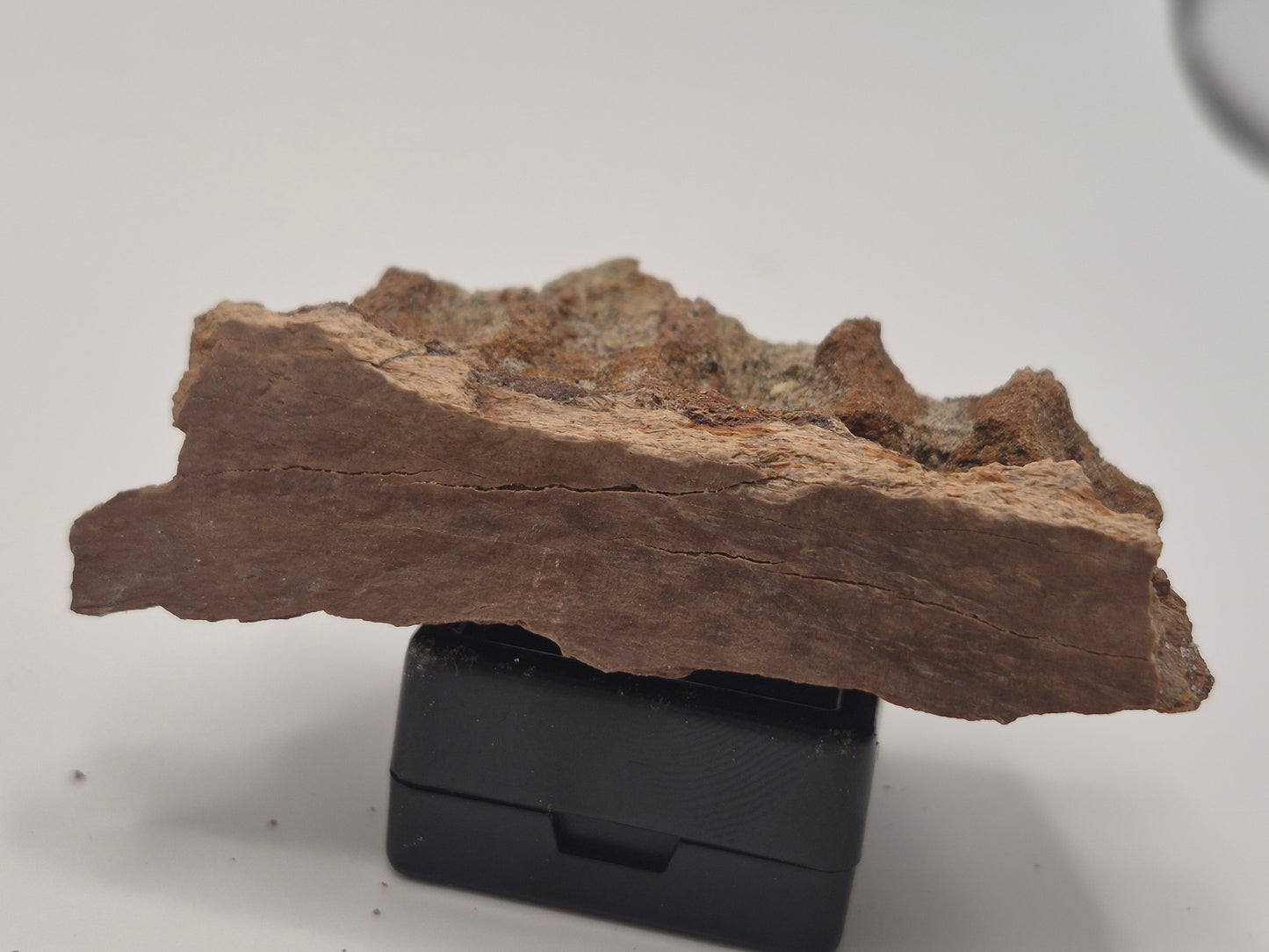 2.66" Hadrosaur Jaw Piece(Judith River)