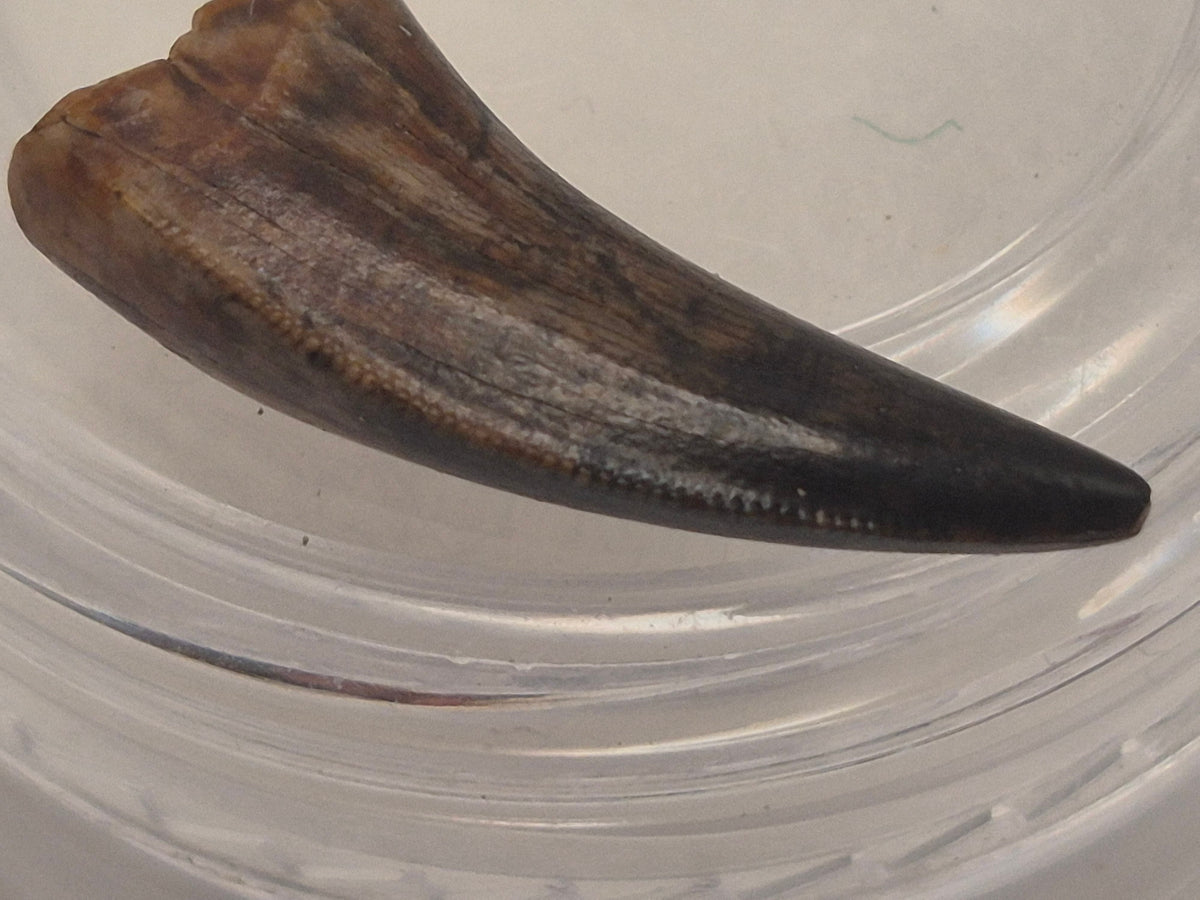 0.66" Dromaeosaurus Raptor Tooth (Judith River)