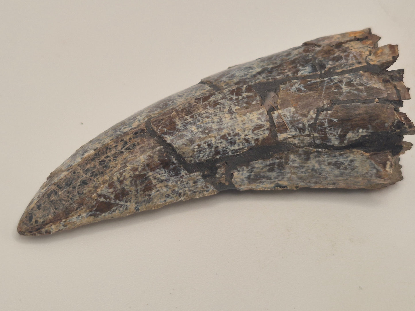 2.92" Tyrannosaur Tooth(Judith River)