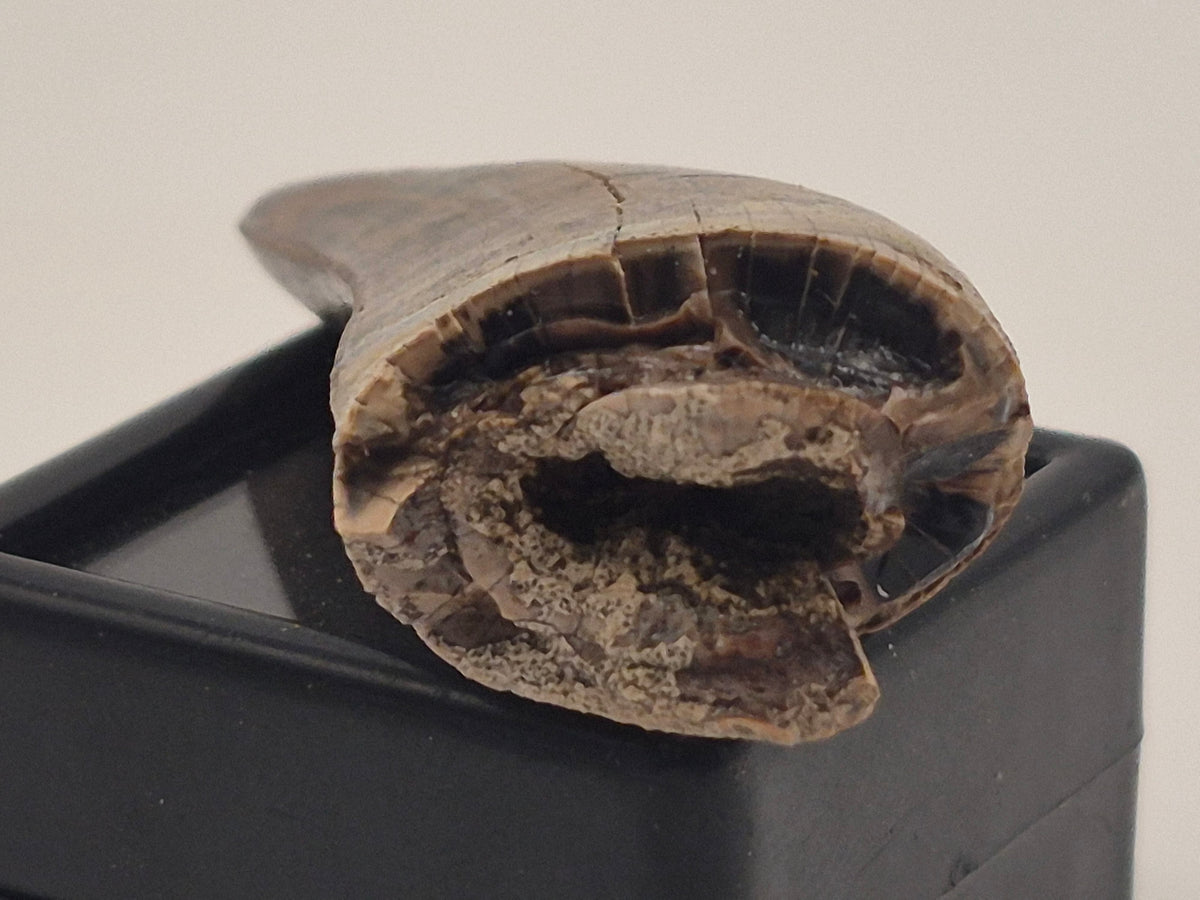 1.76" Tyrannosaur Tooth (Judith River)