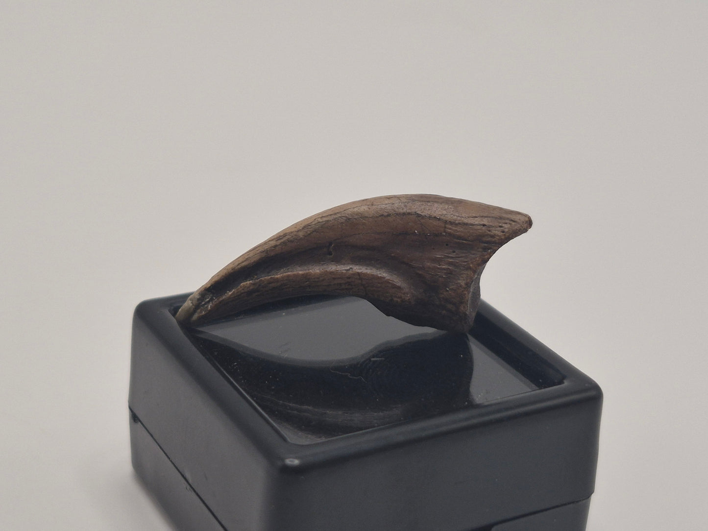 1.19" Troodon Toe claw(Judith River)