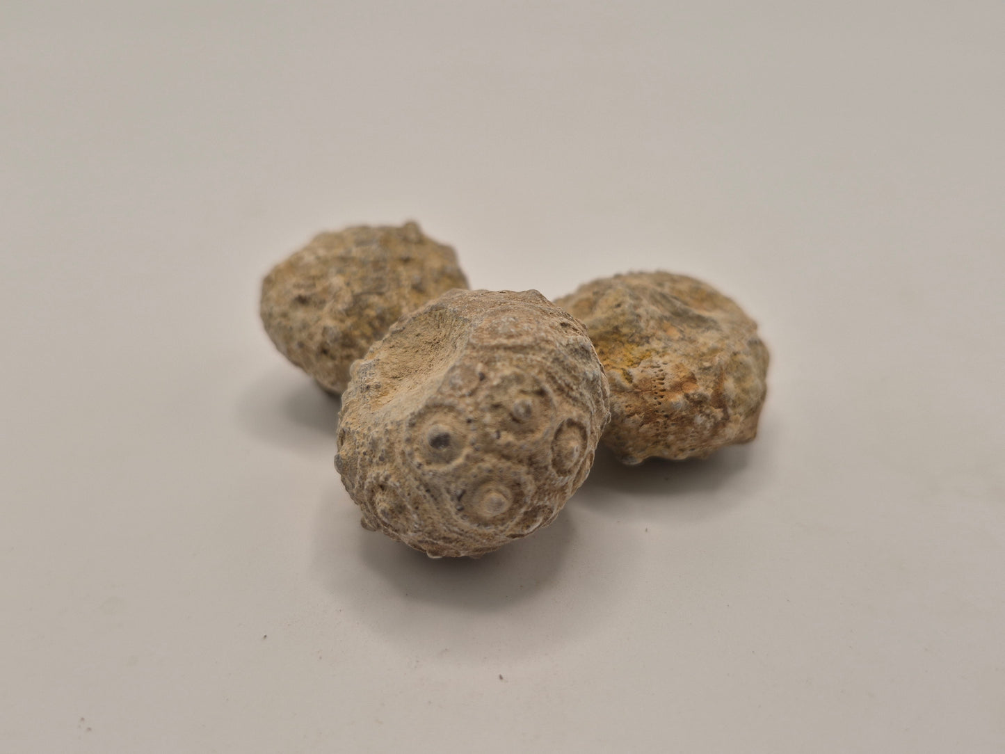 Sea urchin Fossil (Morocco)