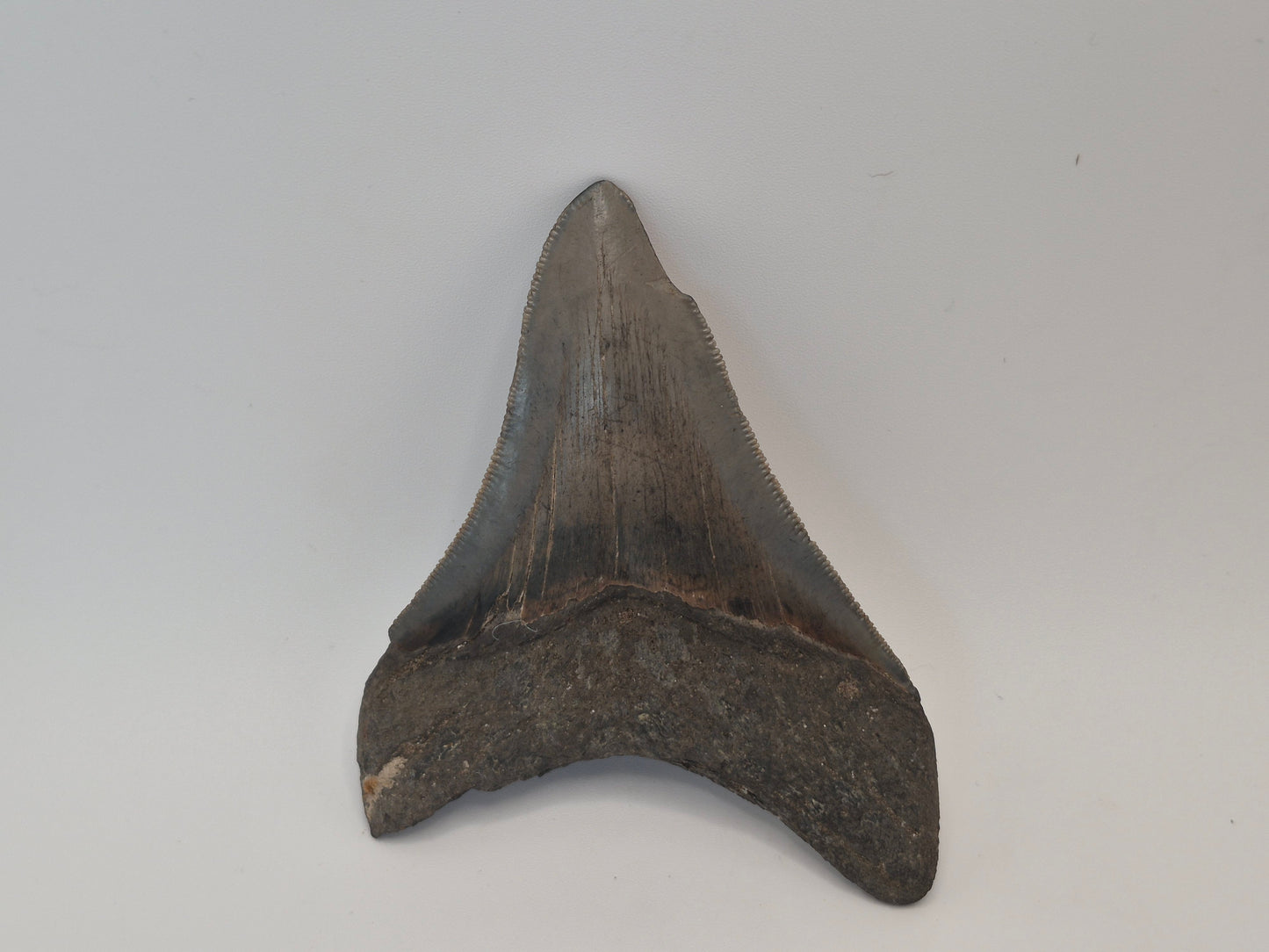 3.68" Megalodon Tooth(North Carolina)