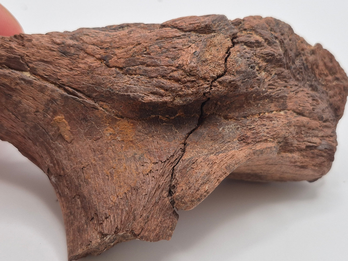4.79" Hadrosaur Jaw(Judith River)