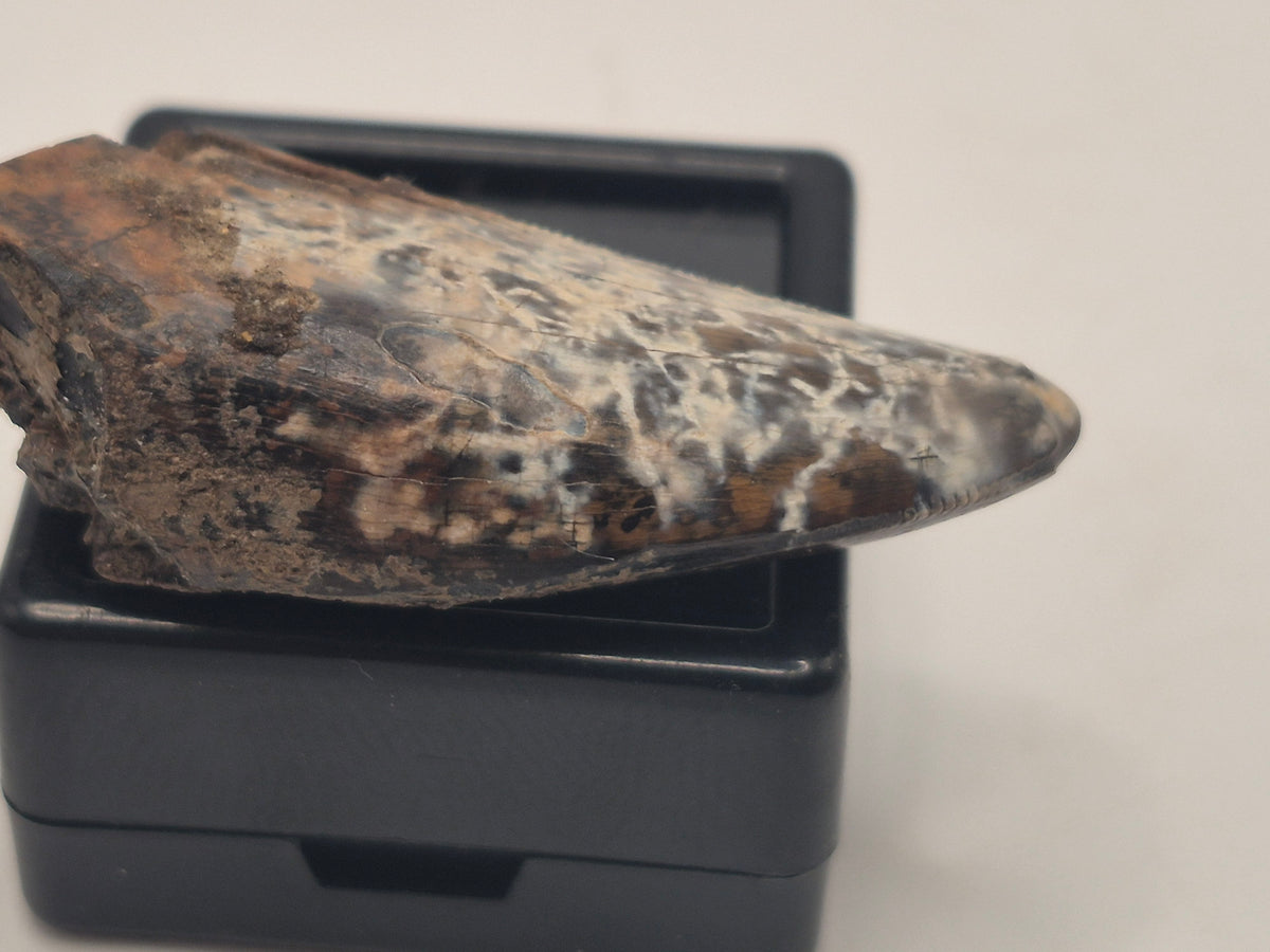 1.55" Tyrannosaur Tooth (Judith River)