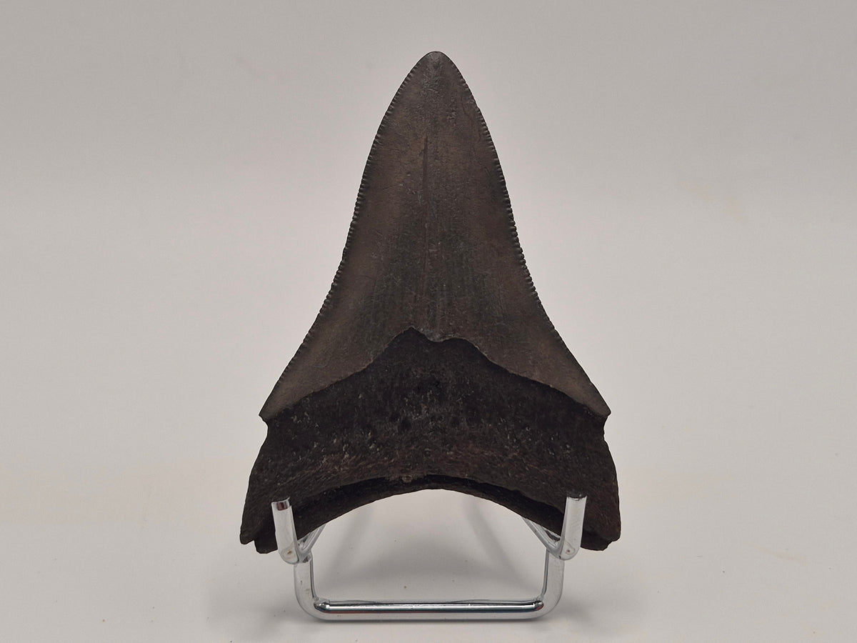 3.09" Megalodon Tooth (Georgia)