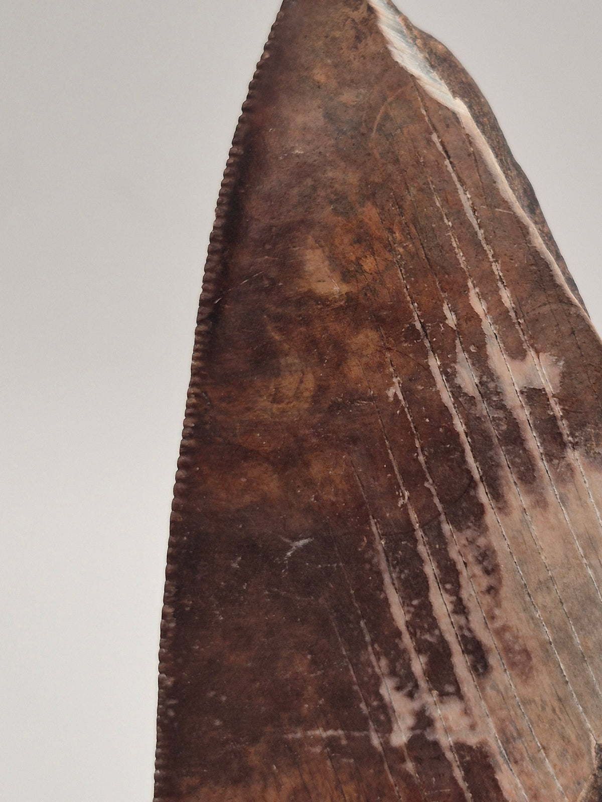 5.36" Half Megalodon Tooth (North Carolina)