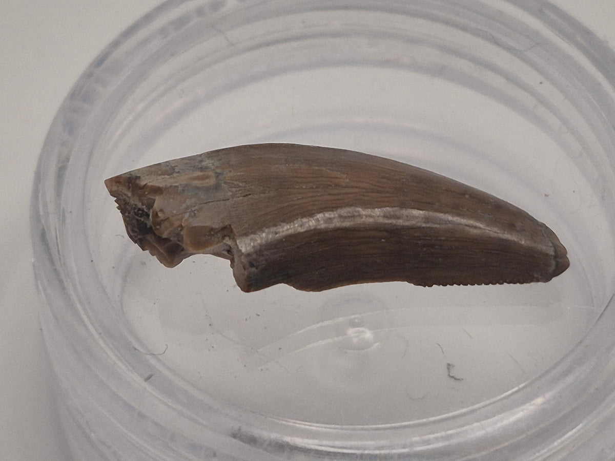0.79" Dromaeosaurus Raptor Tooth (Judith River)