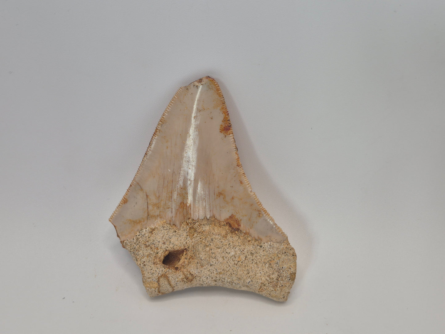 3.2" Megalodon Tooth(Indonesia)