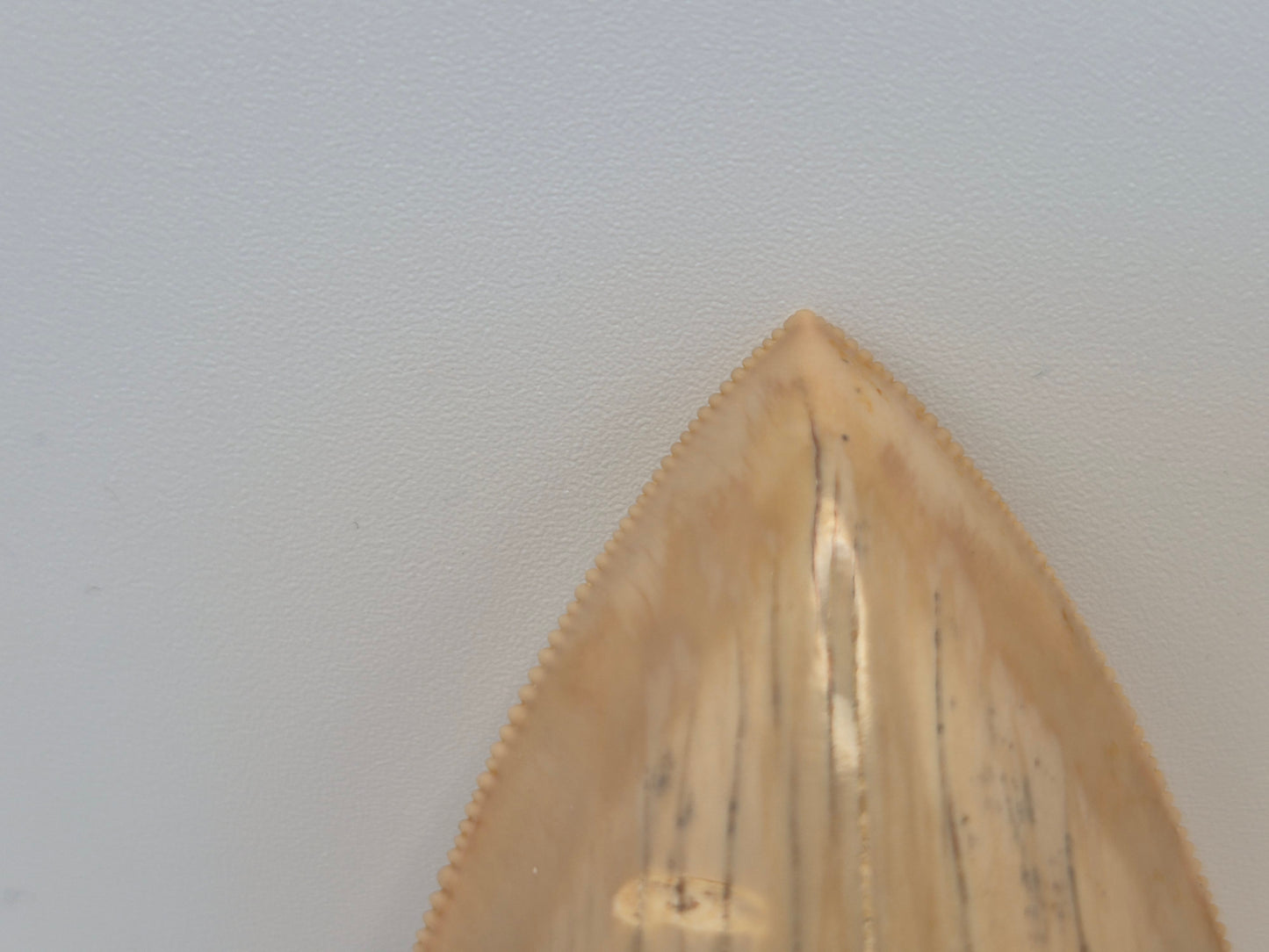 4.37" Megalodon Tooth(Indonesia)