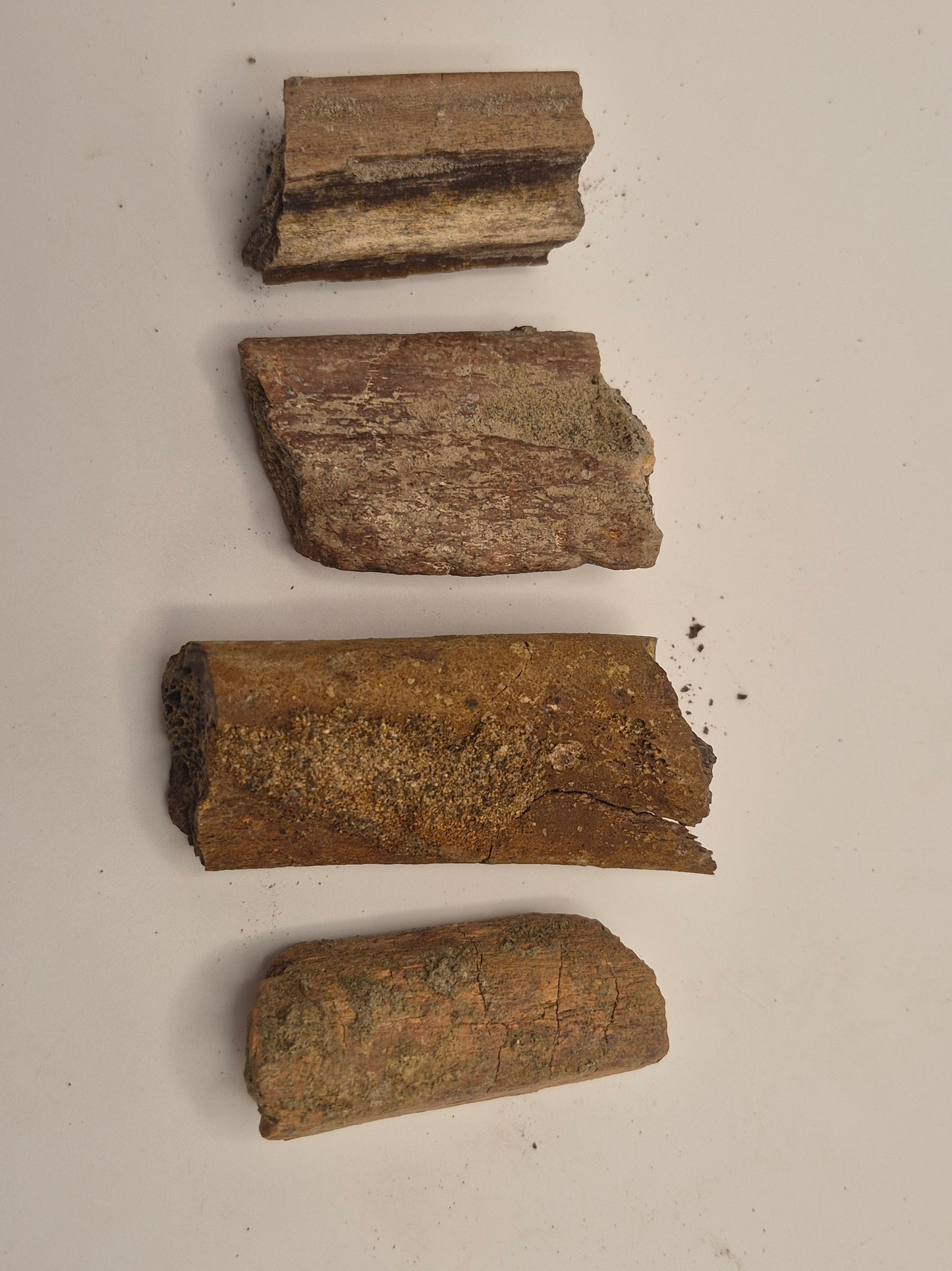 4 Dinosaur Rib Bone Fossil Bundle(Judith River)