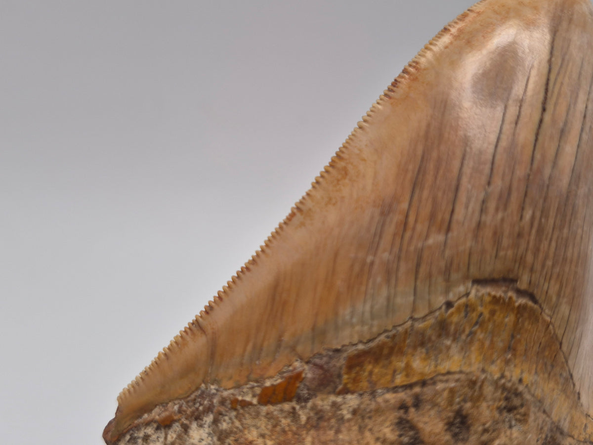 4.15" Megalodon Tooth (Indonesia)