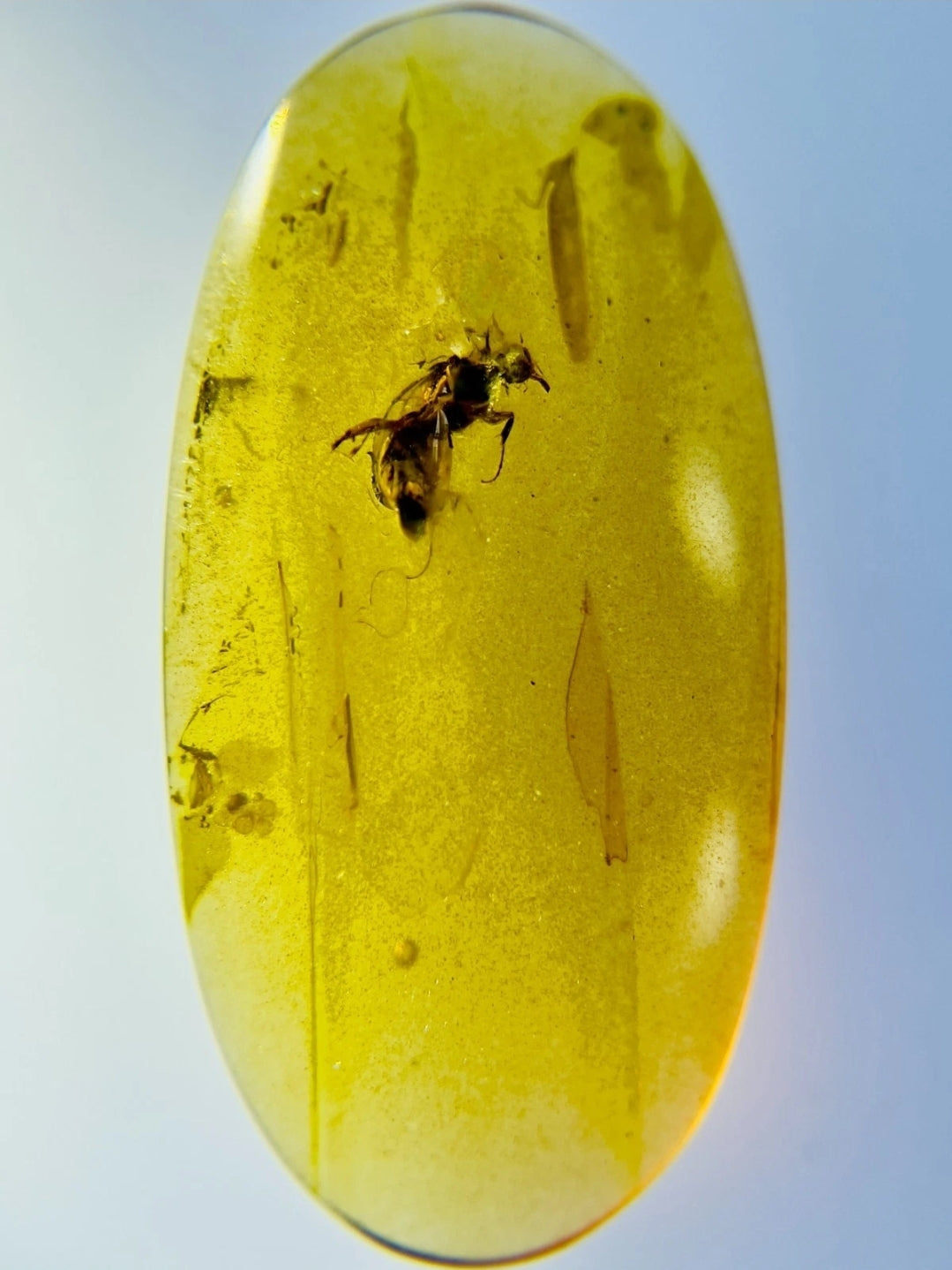 Fly Type Bug in Burmese Amber