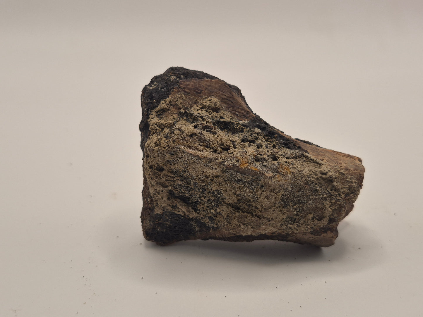 2.97" Theropod Limb Bone (Judith River)