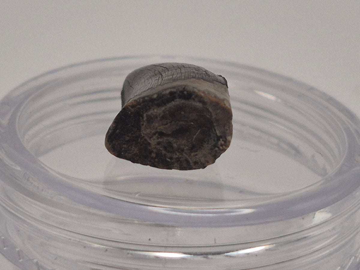 0.58" Dromaeosaurus Raptor Tooth (Judith River)