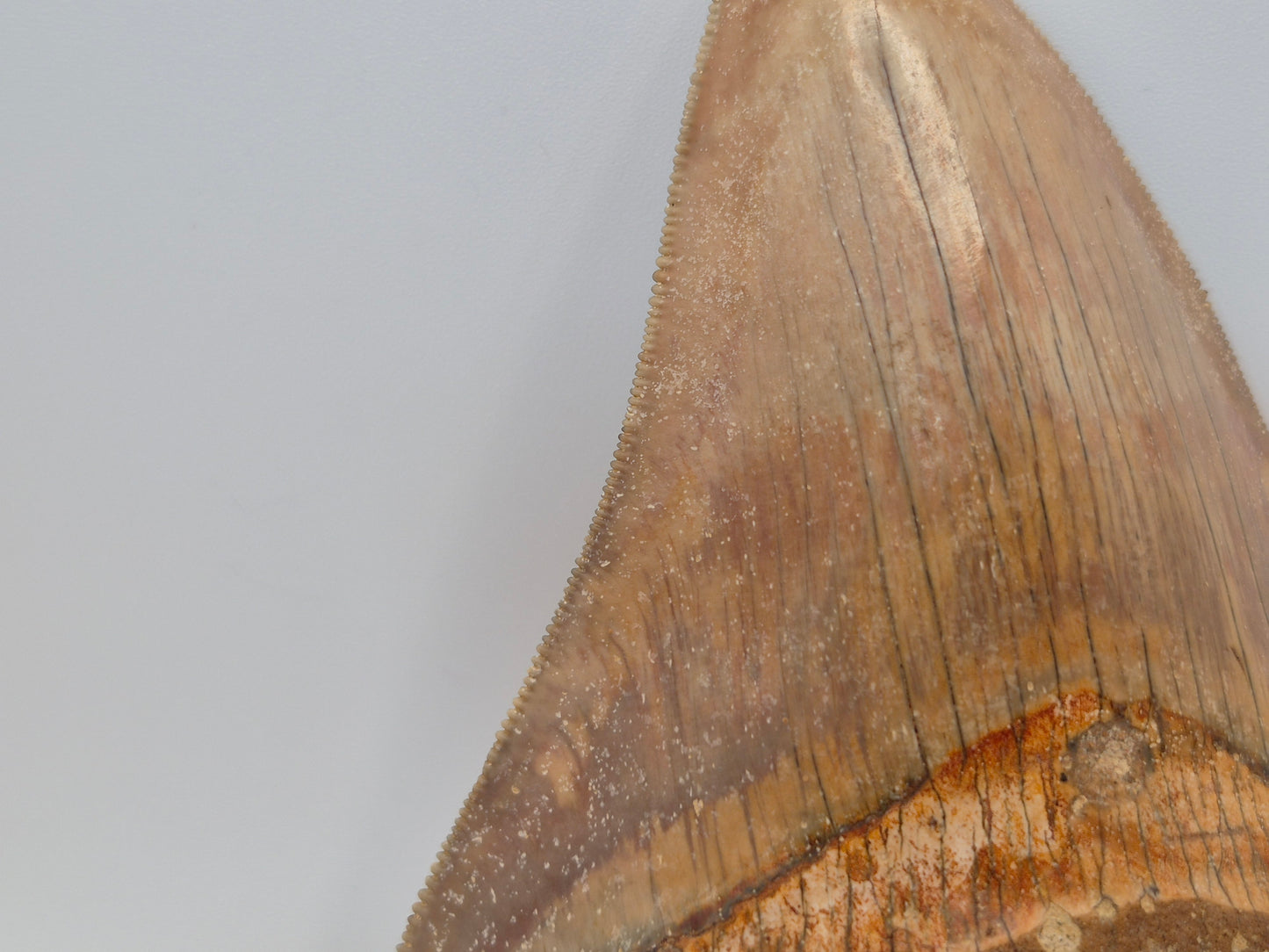 5" Megalodon Tooth(Indonesia)