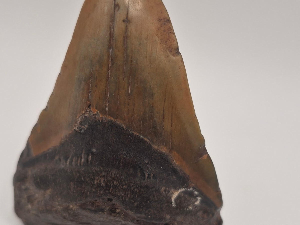 3.19" Megalodon Tooth (North Carolina)