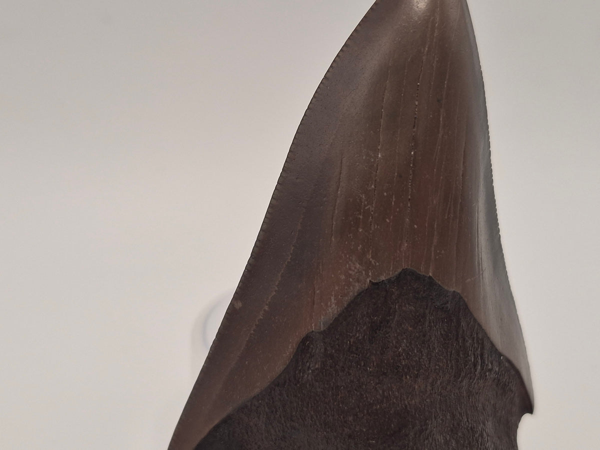 3.14" Megalodon Tooth (Georgia)