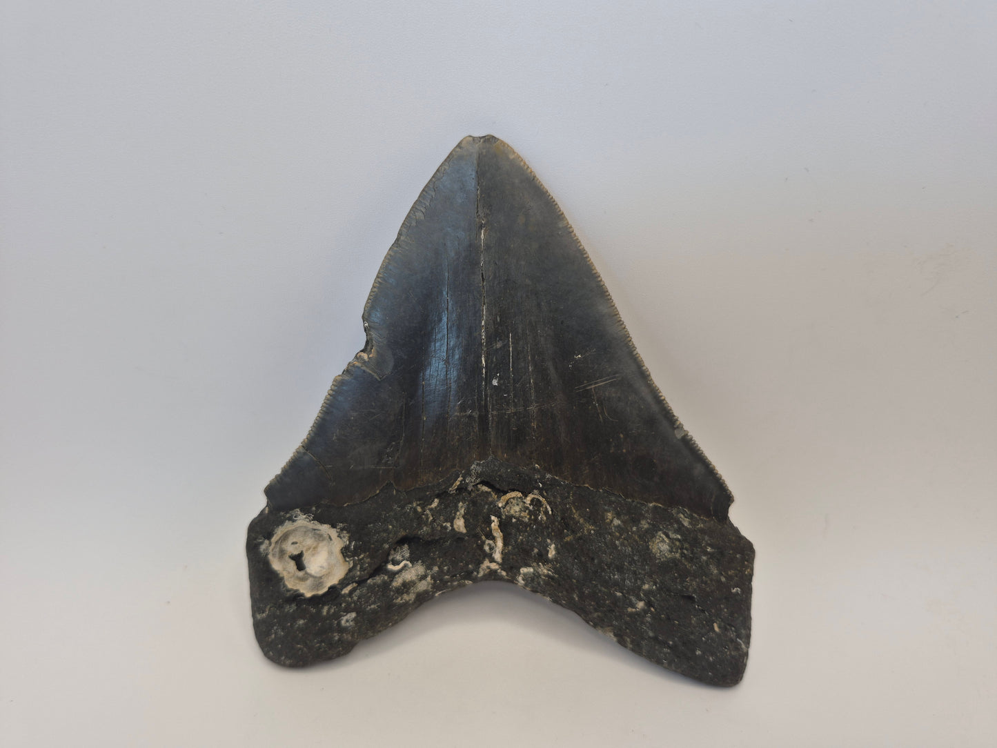 5.04" Megalodon Tooth(Georgia)