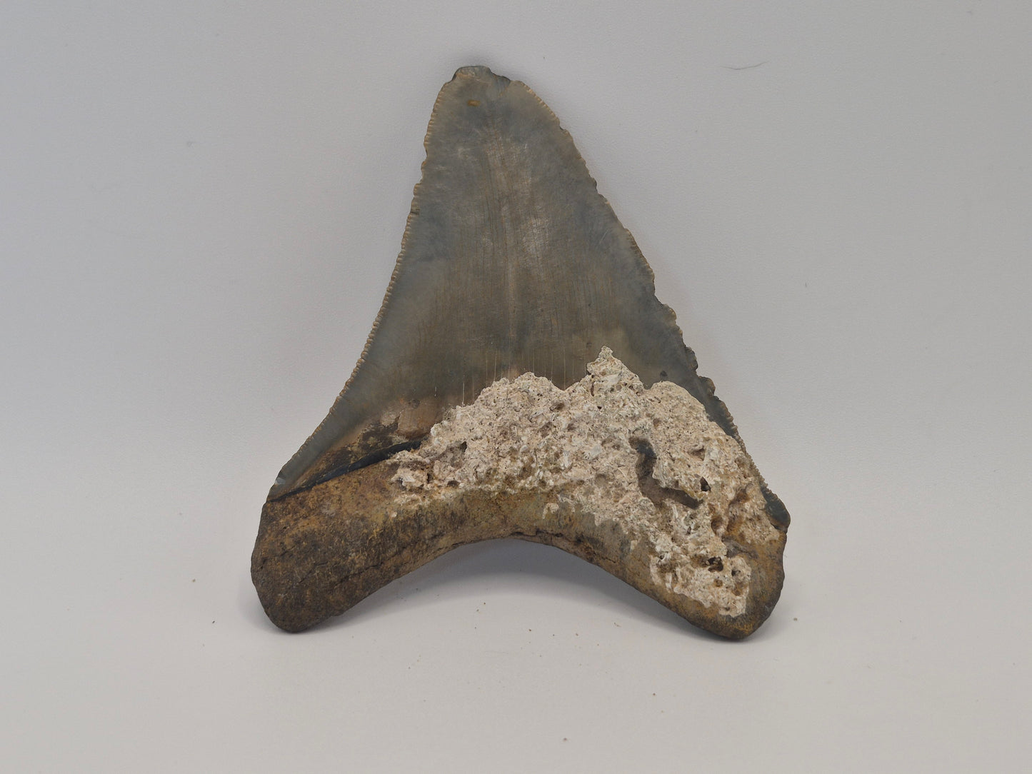 3.91" Megalodon Tooth(North Carolina)
