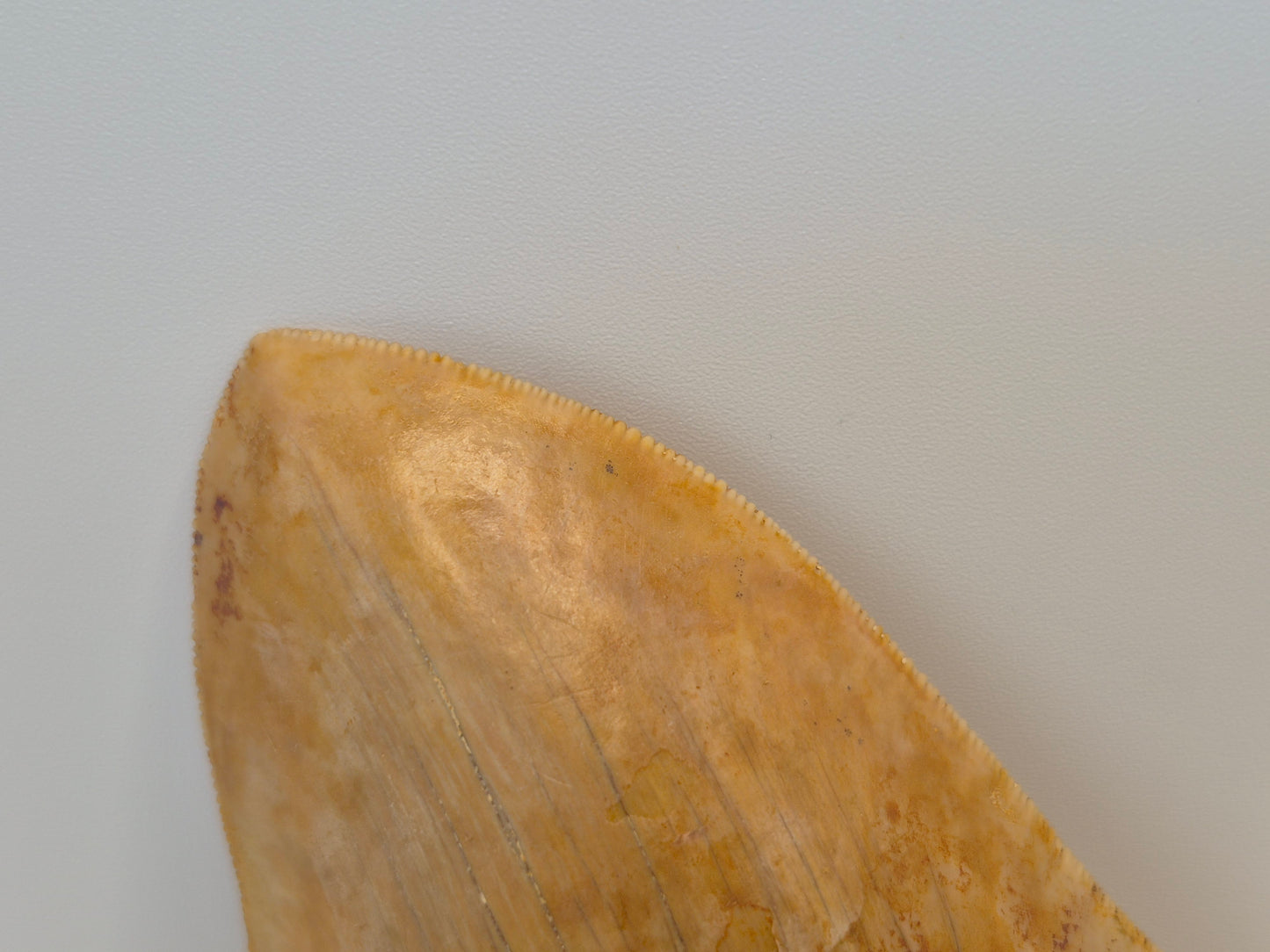 4.7" Megalodon Tooth(Indonesia)