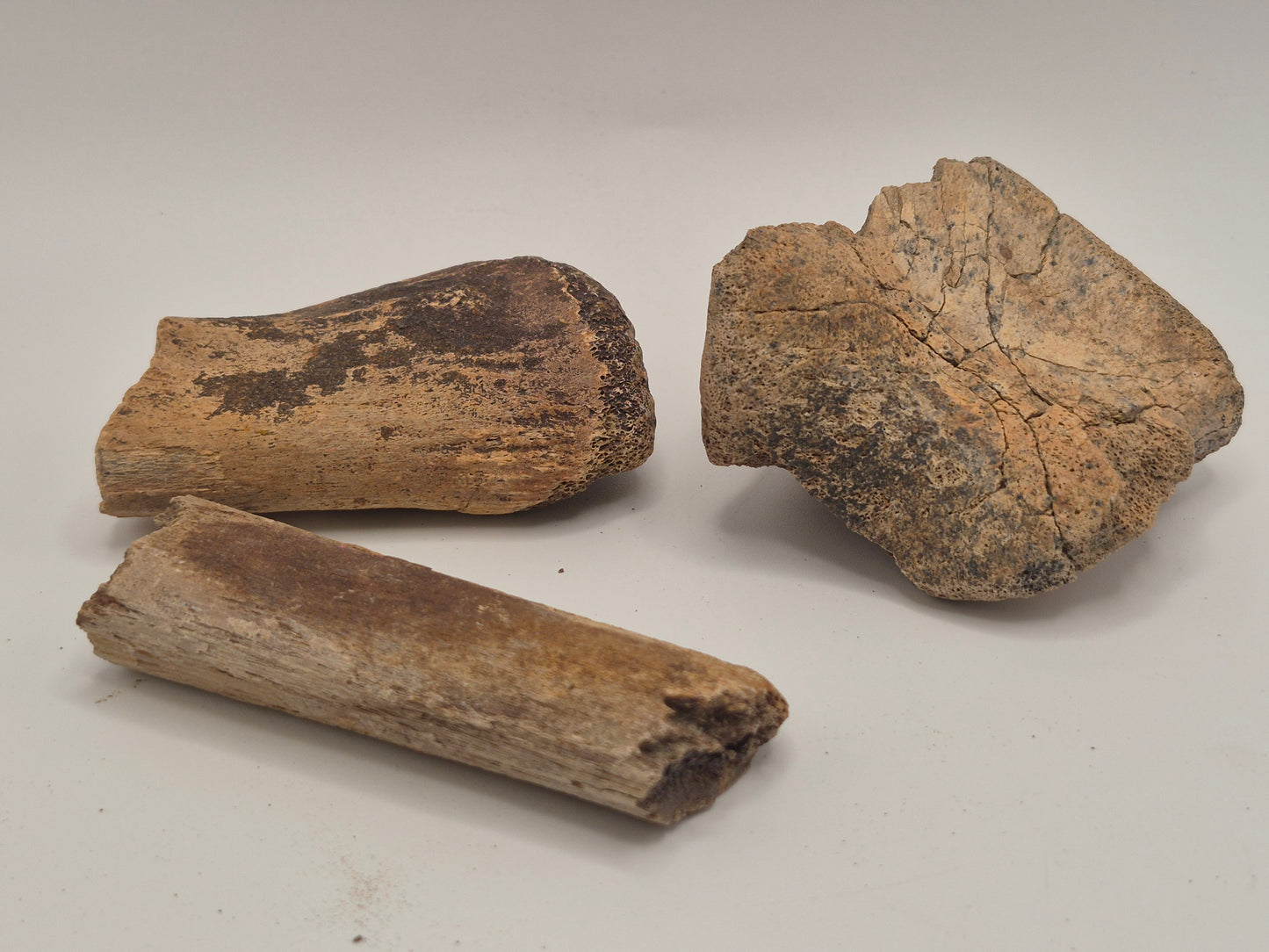 Bundle 342g of Dino Bones