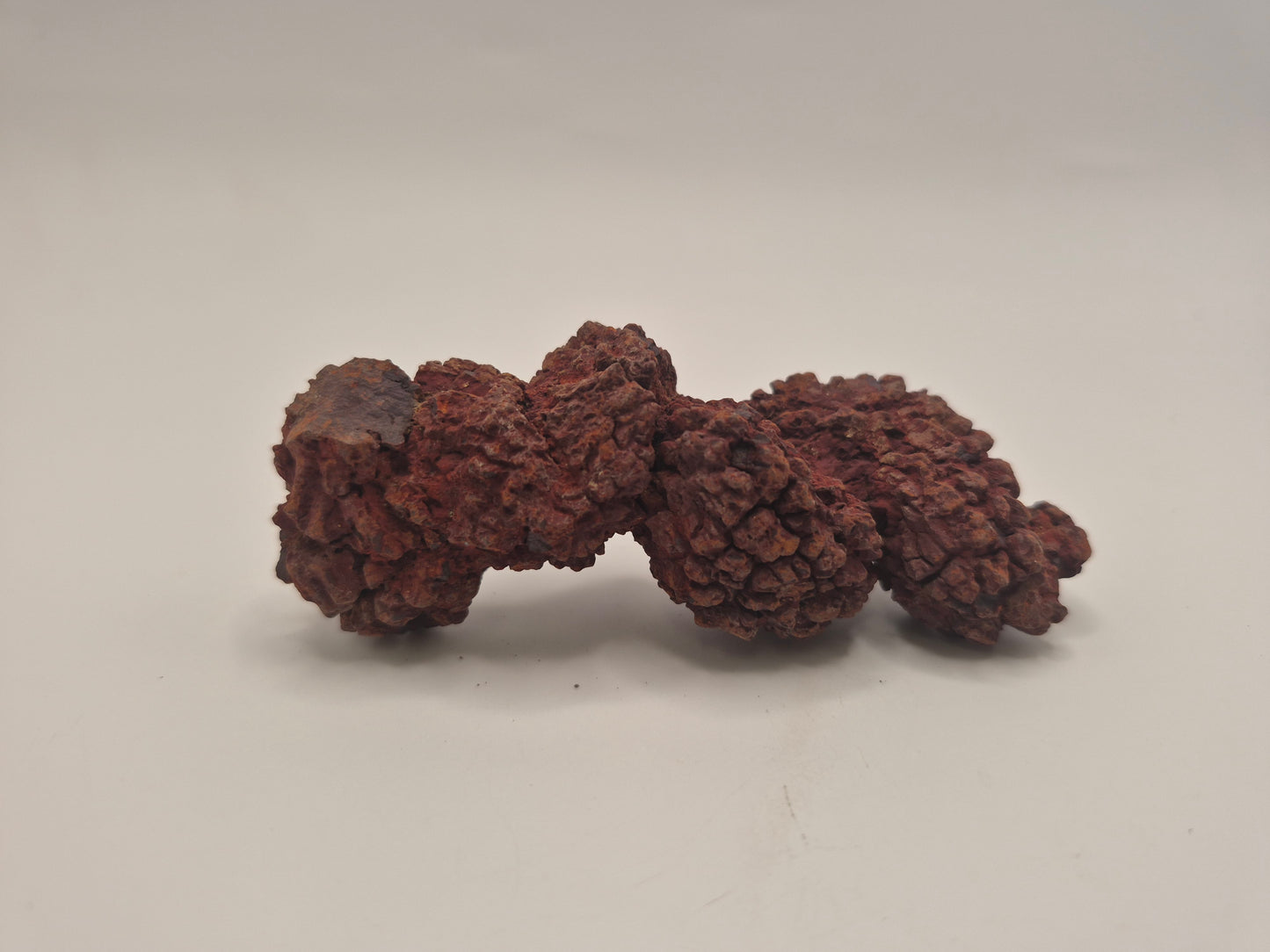 3.43" Coprolite (Madagascar)