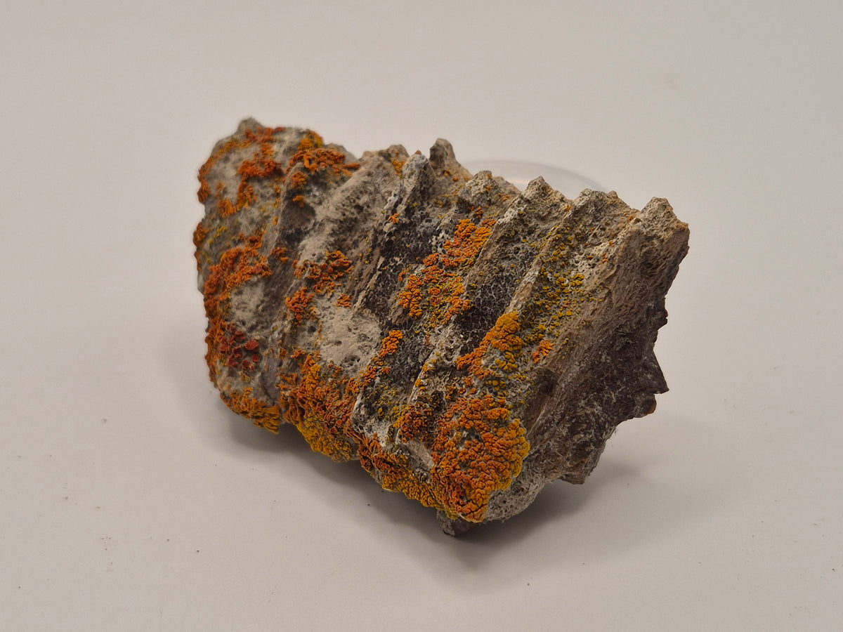 2.82" Hadrosaur Jaw (Judith River)