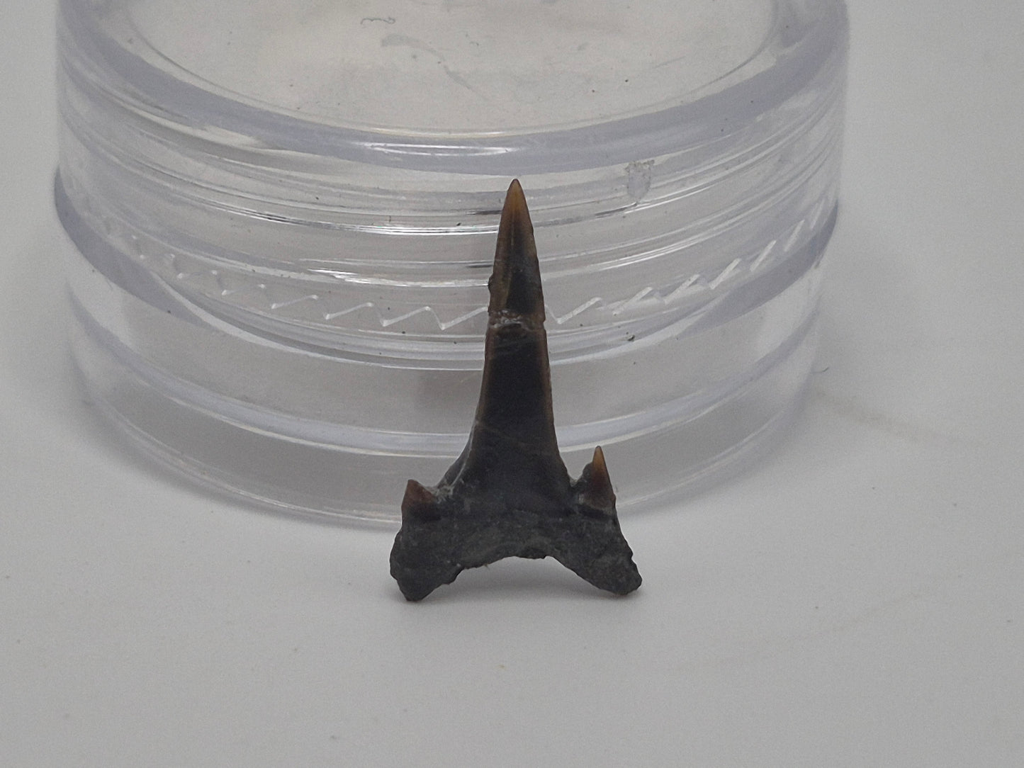 0.61" Carcharias Dominguei Tooth (Hornby Island)