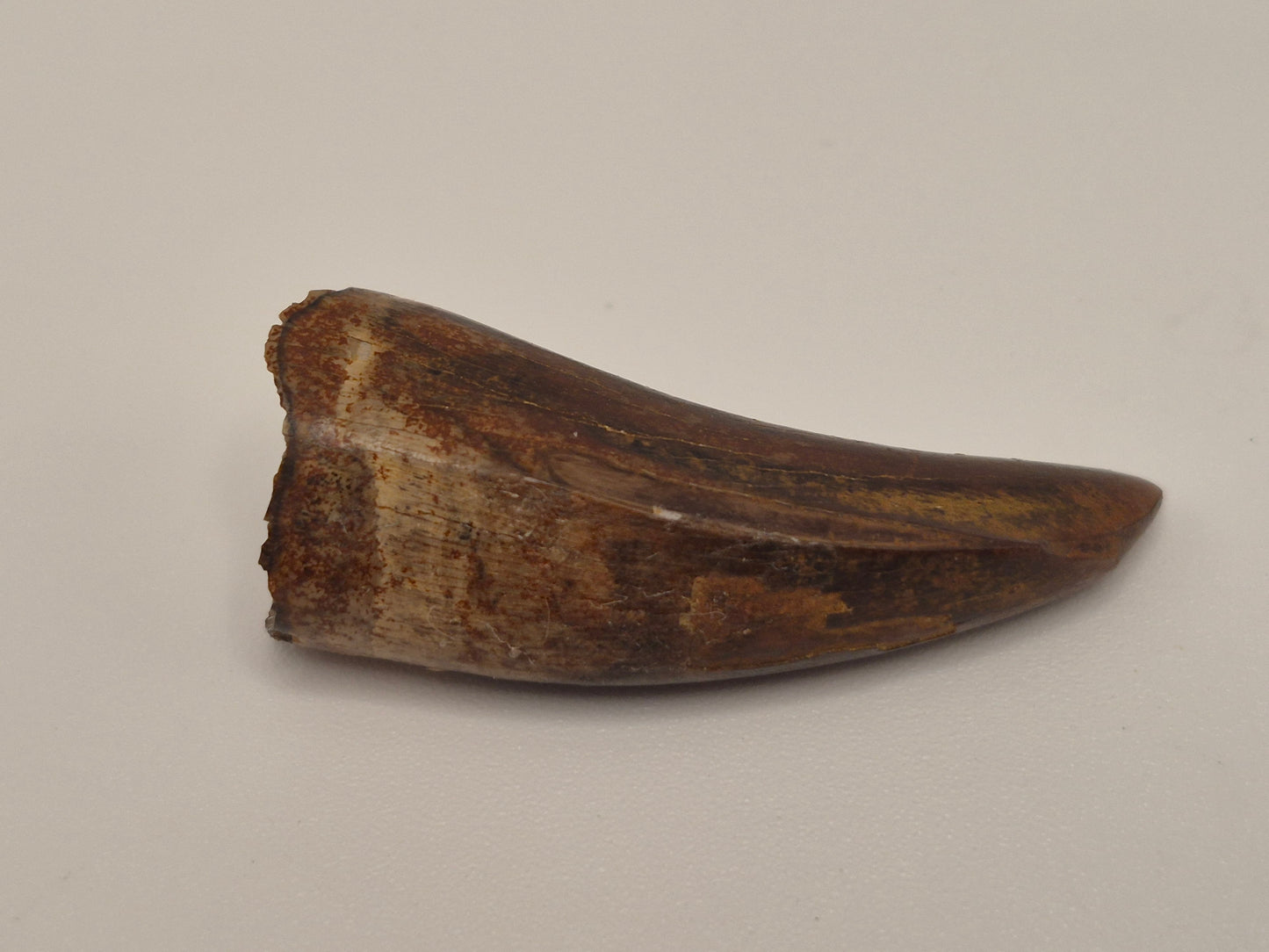 1.5" Tyrannosaur Tooth(Judith River)
