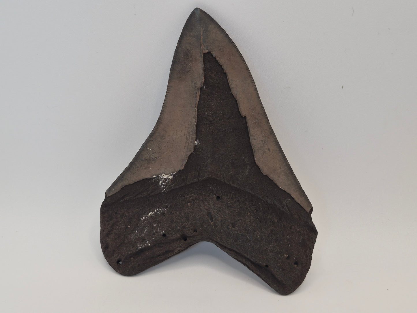 4.69" Megalodon Tooth(Georgia)