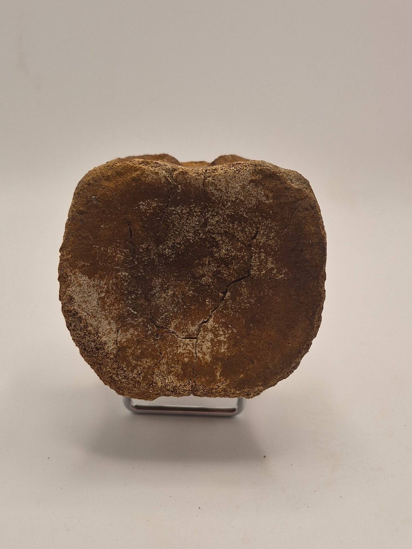 3.08" Hadrosaur Vertebrae (Judith river)