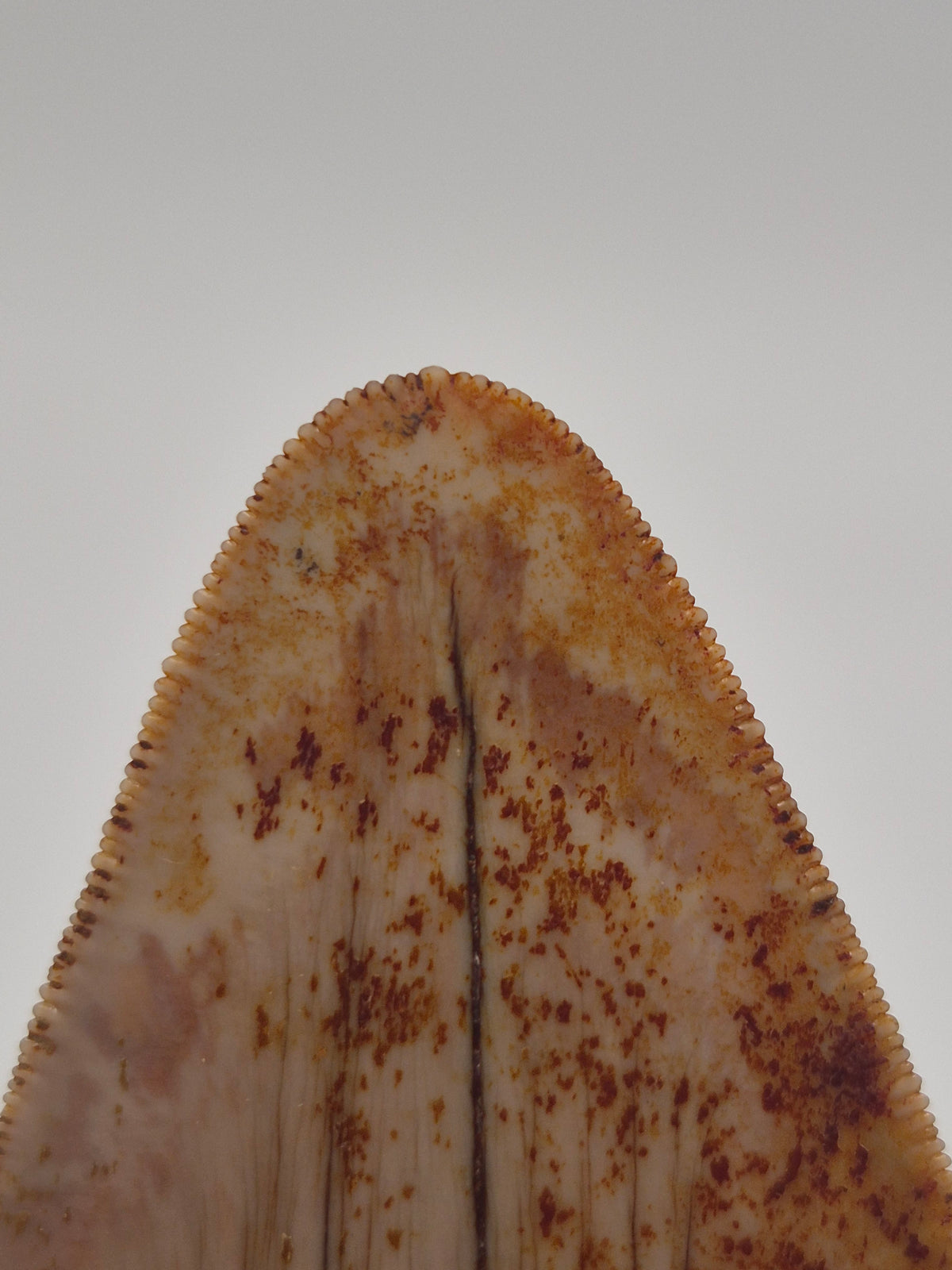3.63" Megalodon Tooth (Indonesia)