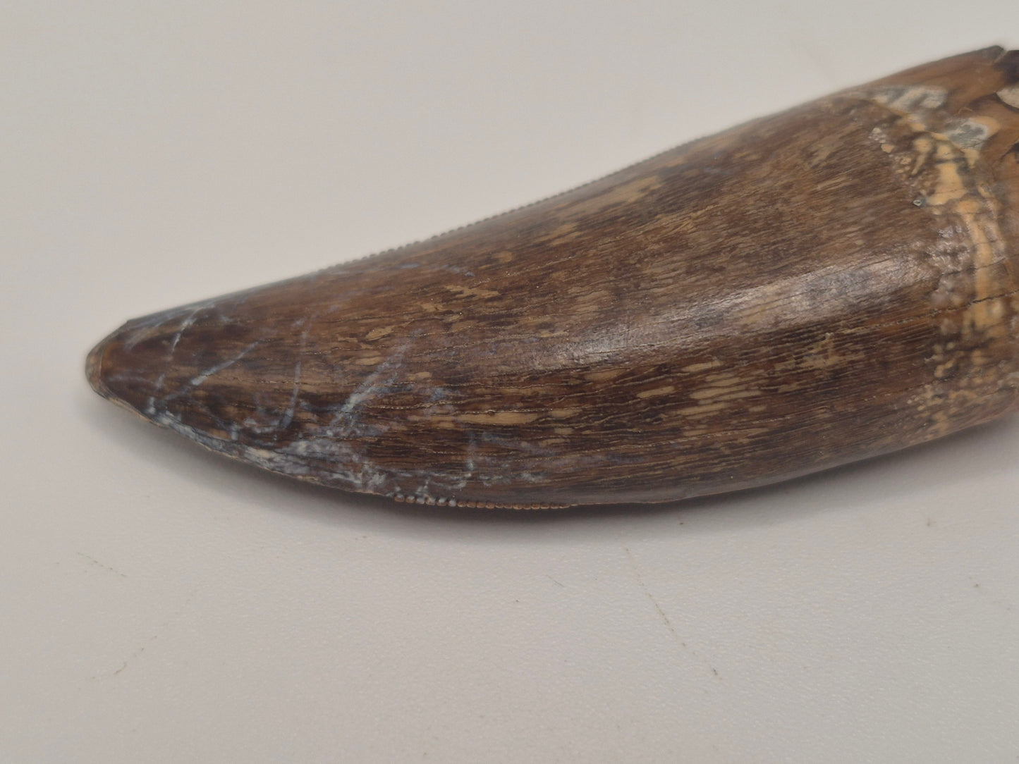 2.29 Tyrannosaur Tooth(Judith River)