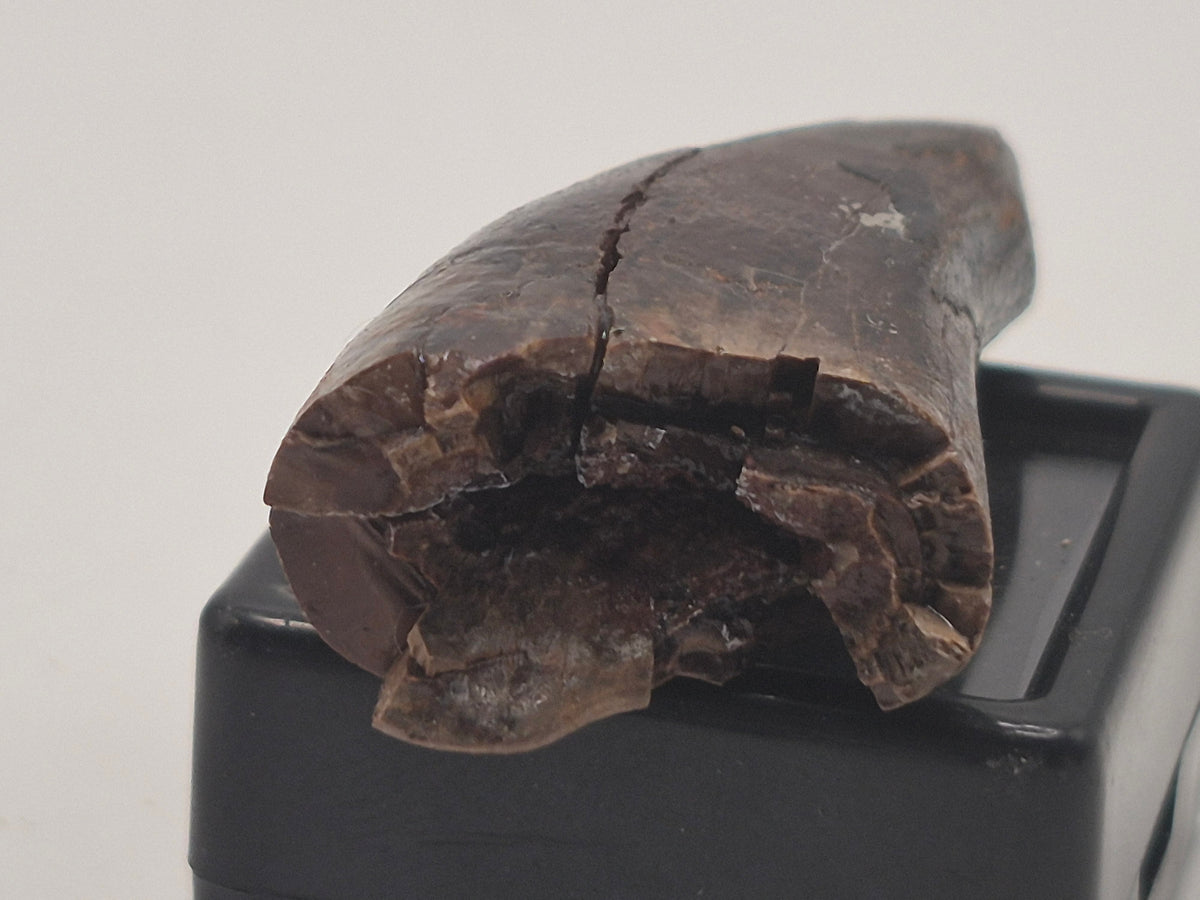 1.68" Tyrannosaur Premax Tooth (Judith River)