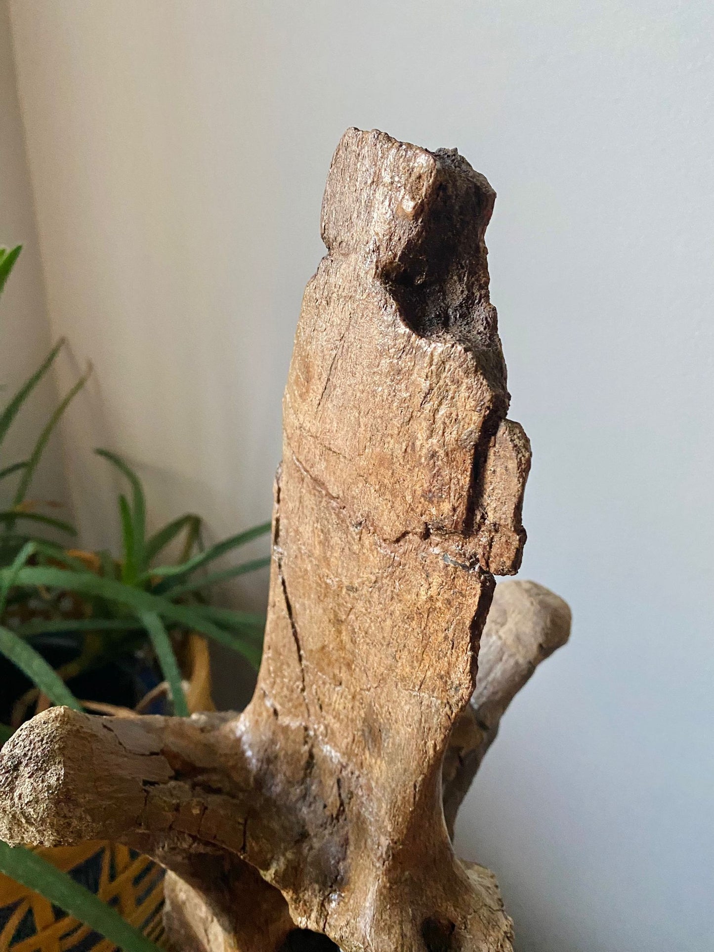 14.5" Tyrannosaurus Vertebrae (Judith River)