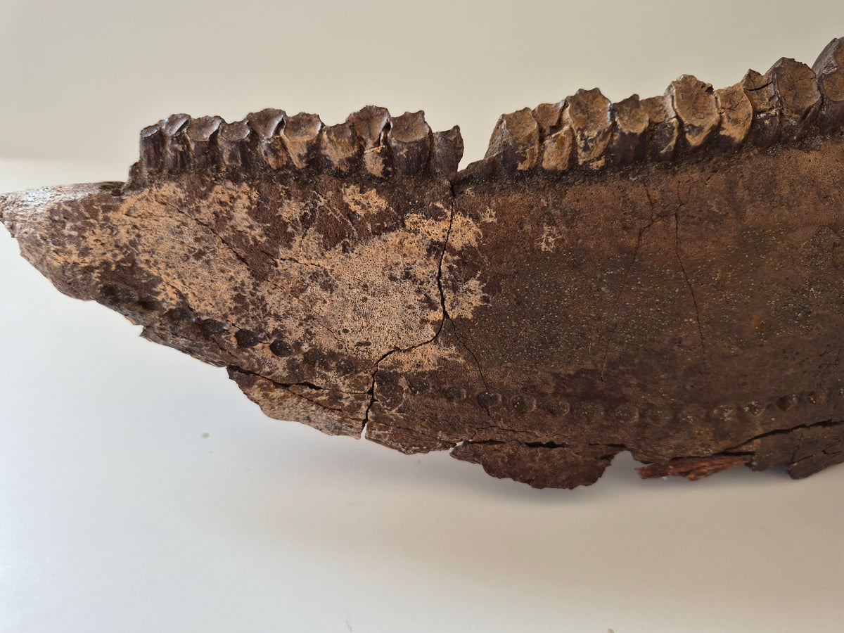 13.8" Hadrosaur Jaw(Judith river)