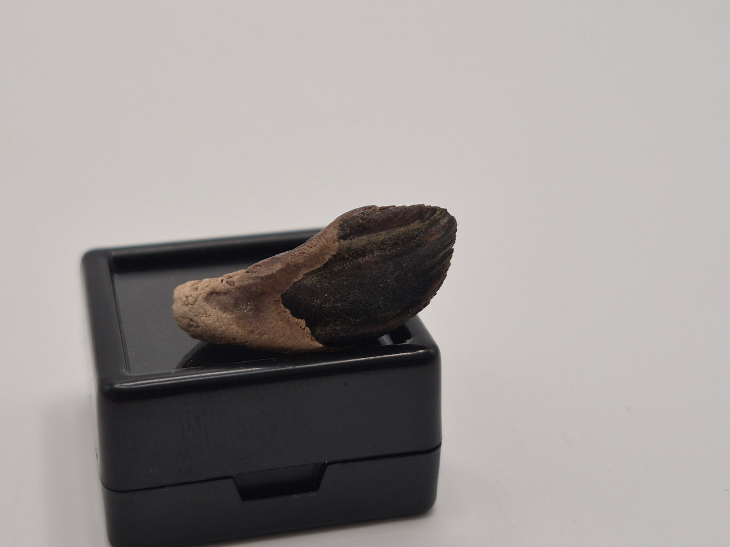 1" Ceratopsian Tooth(Judith River)