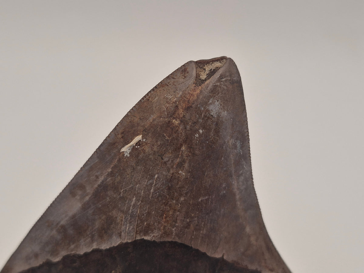 3.23" Megalodon Tooth (Georgia)