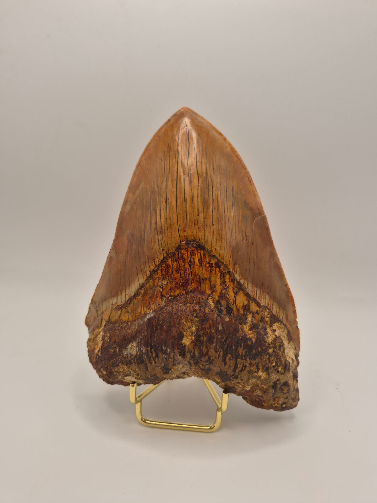 6.02" Megalodon Tooth (Indonesia)