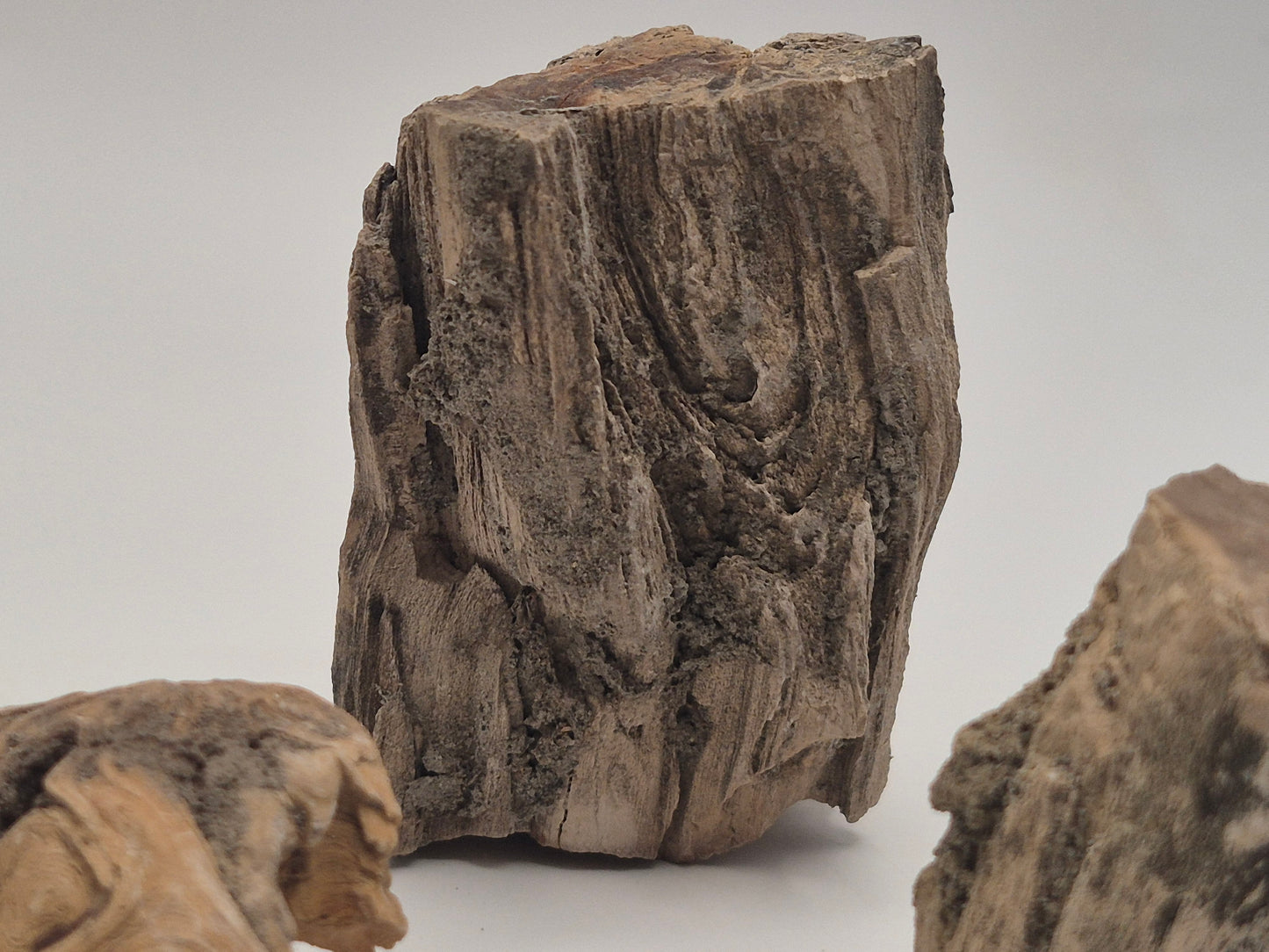 Bundle 4 pieces of Petrified wood (Alberta)