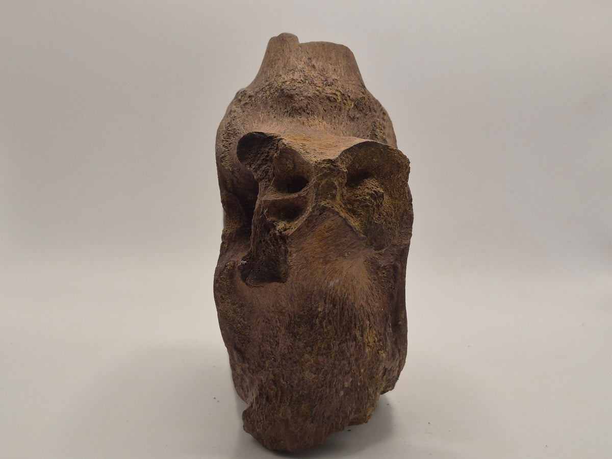 7" Hadrosaur Vertebrae (Judith River)