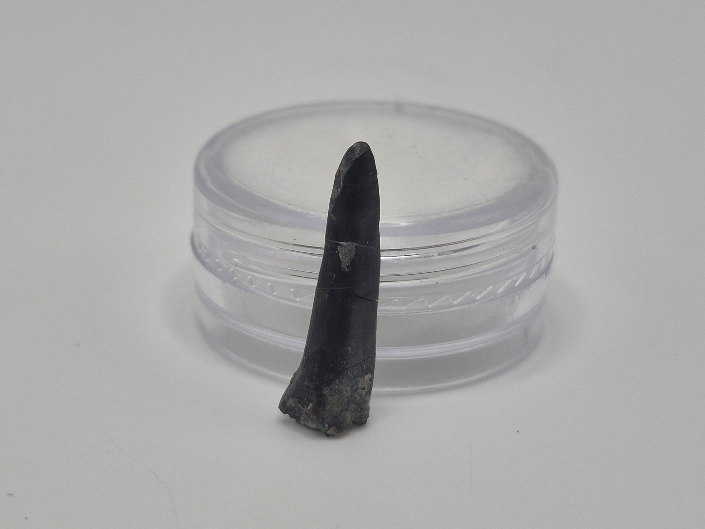 0.826" Enchodus Fish Tooth(Hornby Island)