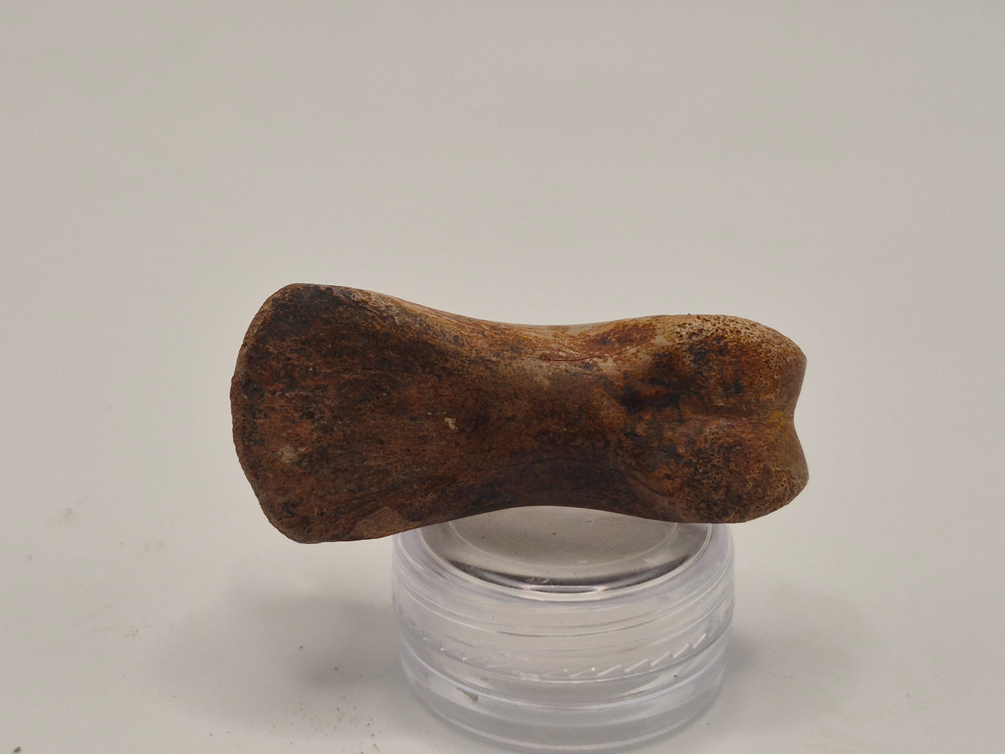 1.92" Juvenille Tyrannosaur Toe Bone(Judith River)