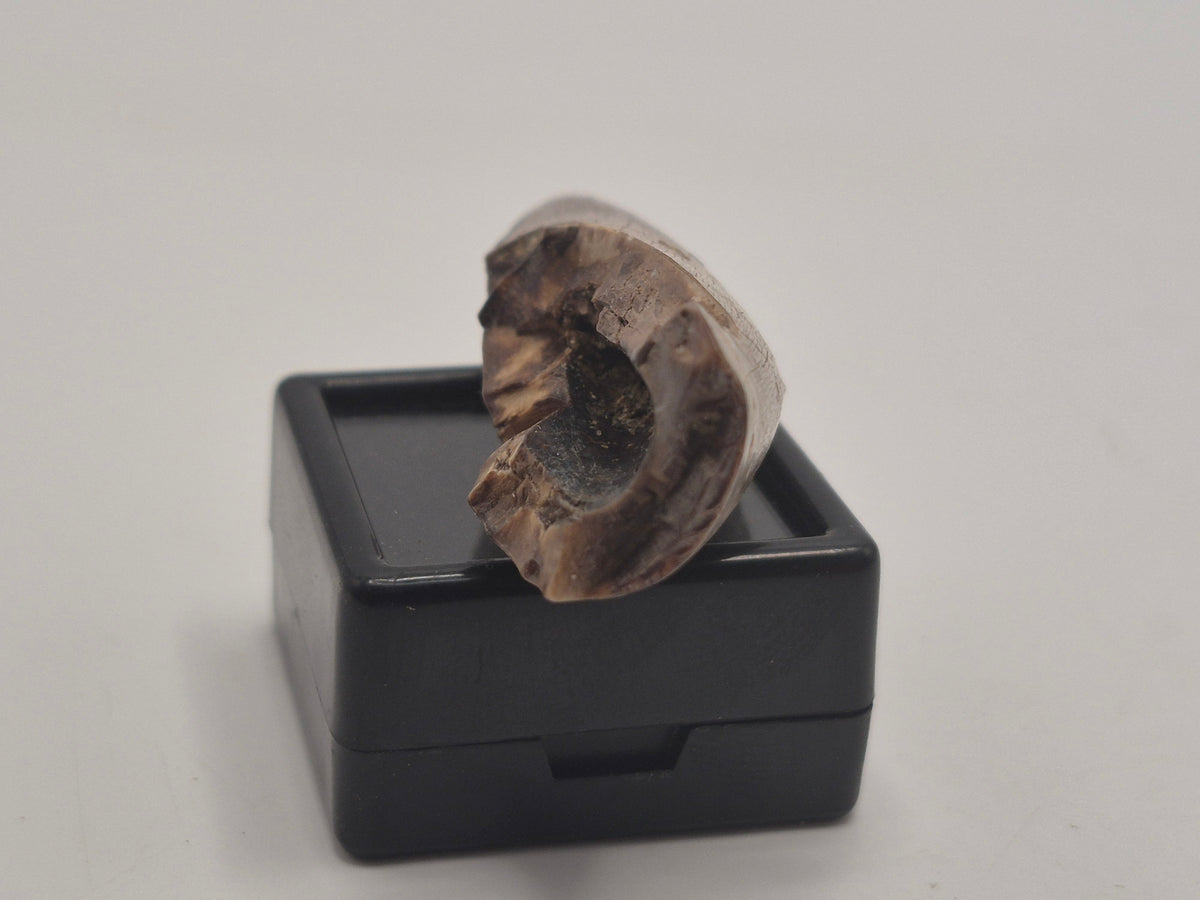 2.02" Tyrannosaur Tooth (Judith River)