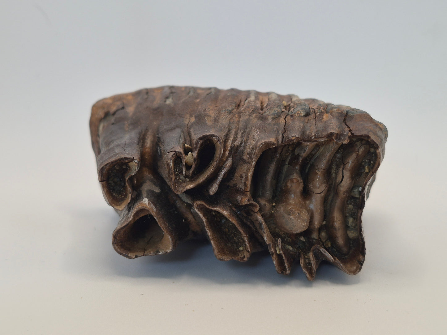 4.5" Mammoth Molar(Alaska)