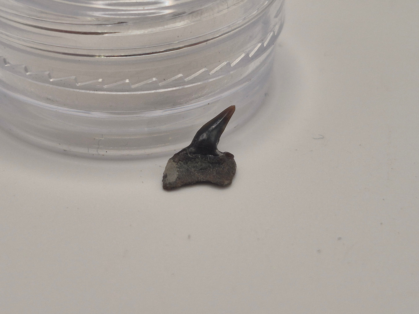 0.43" Hexanchus Microdon Upper Tooth (Hornby Island)