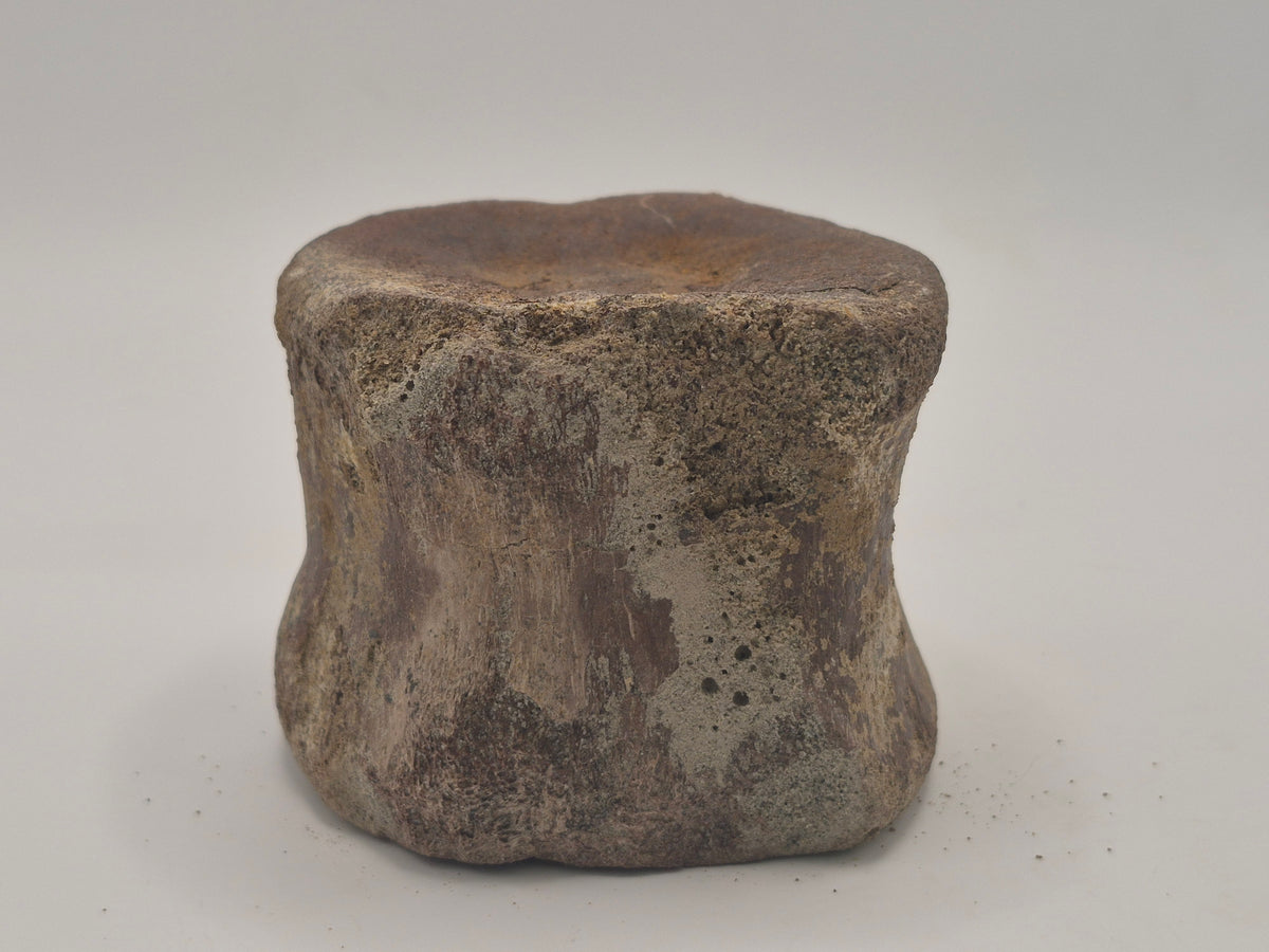 3" Hadrosaur Vertebrae (Judith River)